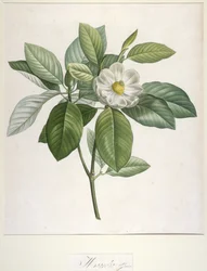 Magnolia Glauca, aus 